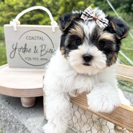 Coco Chanel - Black tan and white female Biewer Terrier puppy in North Chelmsford, Massachusetts from Coastal Yorkshire Terrier Yorkies & Biewer Terriers
