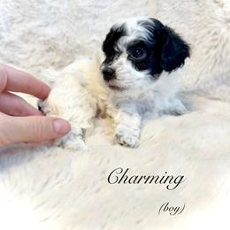 Goldendoodle and Maltipoo Puppies from Wish Locket Pups