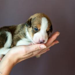 Border Collie, Papillon, Sporty Mix, and Whippet Puppies from Old Hemp Border Collies / Open Horizon Sport Dogs