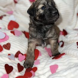 Aussiedoodle, Australian Shepherd, and Toy Australian Shepherd Puppies from Reintree