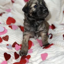Aussiedoodle, Australian Shepherd, and Toy Australian Shepherd Puppies from Reintree