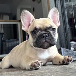 Boy 3 - male French Bulldog puppy in Varnville, South Carolina from DF's Unlimited Ruff