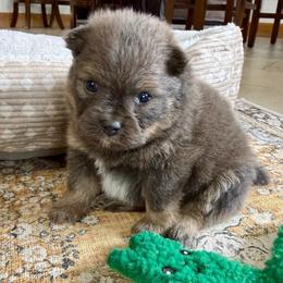 Wilder - Chocolate and tan male Pomeranian puppy in Raymondville, Missouri from Pampered Pomskies