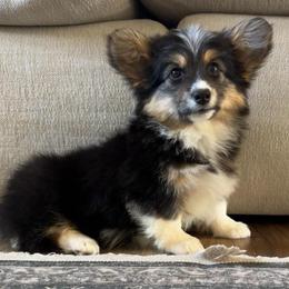 Poppy - Black and tan female Pembroke Welsh Corgi puppy in Red Bluff, California from Circle T Livestock & K9 Co.