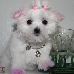 Maltese, Maltipoos, and Shihpoos from Belle Ball Puppies