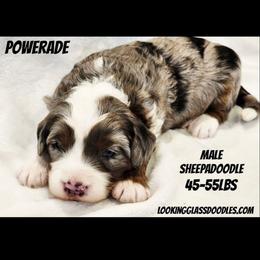 Powerade - Blue merle male Sheepadoodle puppy in Roseburg, Oregon from Lookingglass Doodles