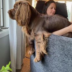 Sussex Spaniel Puppies from Brass Lite Kennel