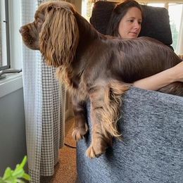 Sussex Spaniel Puppies from Brass Lite Kennel