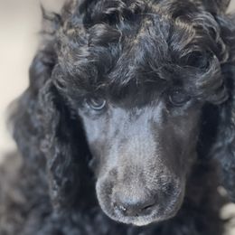 Boy 5 - Poodle puppy in Mooresville, North Carolina from True Blue Standard Poodles