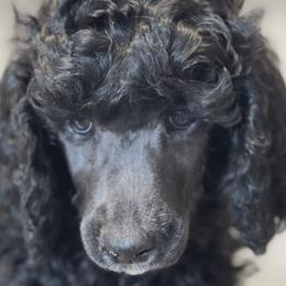 Boy 5 - Poodle puppy in Mooresville, North Carolina from True Blue Standard Poodles