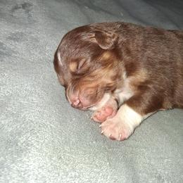 TBD - Red tri-color male Australian Shepherd puppy in Luther, Michigan from Pine River Australian Shepherds