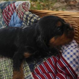 Dynamite - Black and tan male Cavalier King Charles Spaniel puppy in Stockdale, Texas from Great Oaks Farm Cavaliers