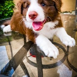 Border Collie Puppies from Titanya Walker