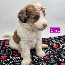 Chia - Sable female Bernedoodle puppy in Neillsville, Wisconsin from Granton Creek