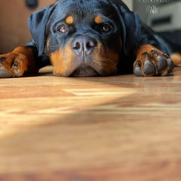 Rottweiler Puppies from KarmaKennelPNW