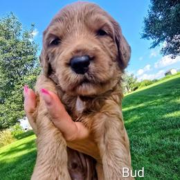 Bud - Red  male Goldendoodle puppy in Red Oak, Iowa from Fisher Pups-Stay Golden with a Doodle