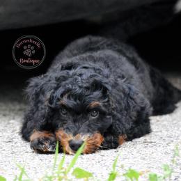 Yellow boy - Phantom male Bernedoodle puppy in Waukesha, Wisconsin from Bernedoodle Boutique (and Cavapoos)
