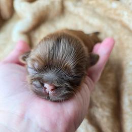 Betty Lou - Liver female Shih Tzu puppy in Jenks, Oklahoma from Northstar Shih Tzu
