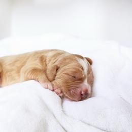 Cinnamon - White female Bernedoodle puppy in Peoria, Arizona from Wroth's Paws