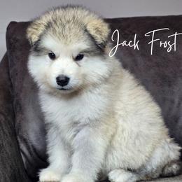 Jack Frost - Sable and white male Alaskan Malamute puppy in Brookwood, Alabama from Sunset Malamutes