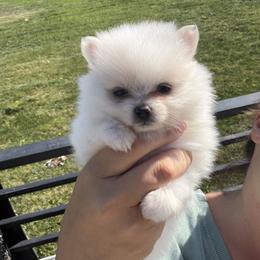 Girl - Cream female Pomeranian puppy in Meridian, Idaho from Precious poms