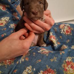Sandy girl 2 - Sandy female Bedlington Terrier puppy in Staten Island, New York from Arkada Sirene Kennel