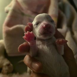 Boy 3 - White male Bichon Frise puppy in Cape Coral, Florida from Arralaine Pups