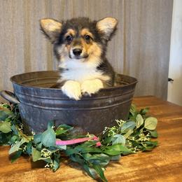 Charlie Bradbury (Fluffy) - Black and tan female Pembroke Welsh Corgi puppy in Olathe, Colorado from Rocking LJ Breeding