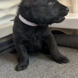 White - Black sable female Belgian Malinois puppy in Ellerbe, North Carolina from Grand Prix Kennel