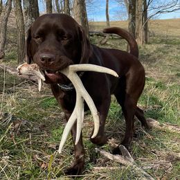 Labrador Retrievers from Antebellum Kennels