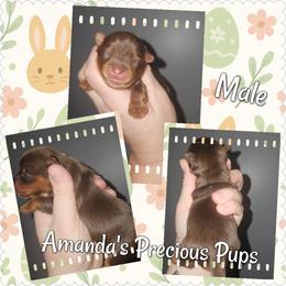 Charlie - Chocolate and tan male Yorkshire Terrier puppy in Wartburg, Tennessee from Amanda's Precious Pups