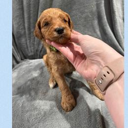 Admiral - Red male Irish Doodle puppy in Harrisburg, Arkansas from Ransone’s Ridge Runners Poodles and Doodles