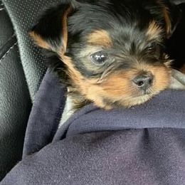 Chihuahua, Pomeranian, and Yorkshire Terrier Puppies from Pampered Pups Kennel