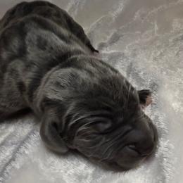 Adelaide - Blue female Great Dane puppy in Colorado Springs, Colorado from Pilot Danes