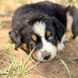 Jasmine - Black tri-color female Australian Shepherd puppy in Vernal, Utah from Dancing M Australian Shepherds
