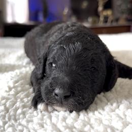 Champ - Blue male Poodle puppy in Denton, Maryland from Cajun Girl Kennels