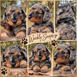 Luigi - Gray male Poodle puppy in Athens, Tennessee from Paws & Kisses