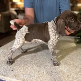 German Shorthaired Pointer Puppies from Blue Kai Kennels