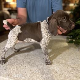 German Shorthaired Pointer Puppies from Blue Kai Kennels