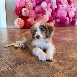 Green - Red merle male Aussiedoodle puppy in Grants Pass, Oregon from Woodwind Miniatures