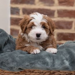 Bader - Red male Bernedoodle puppy in Reinholds, Pennsylvania from Mountain Top Bernedoodles