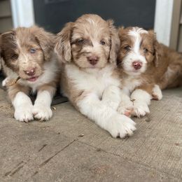 Aussiedoodle and Australian Shepherd Puppies from Simon's Doodles