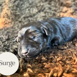 Surge - Salt and pepper male Miniature Schnauzer puppy in Folkston, Georgia from Poplar Creek Miniature Schnauzers