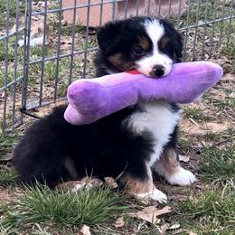 Miniature Australian Shepherd and Toy Australian Shepherd Puppies from Best Little Aussies