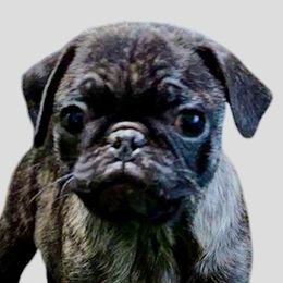 Diesel - Pug