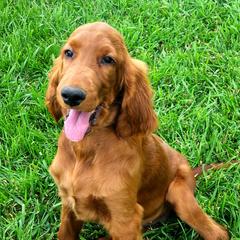 Cream Collar Girl, 'Carrie' - Red female Irish Doodle puppy in Madison, Wisconsin from Morningside Doodles