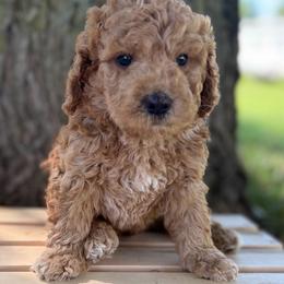 Laredo - Parti male Goldendoodle puppy in Zeeland, Michigan from Dandelion Lane Doodles
