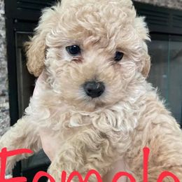 Poodles from Piper’s Poodle Puppies