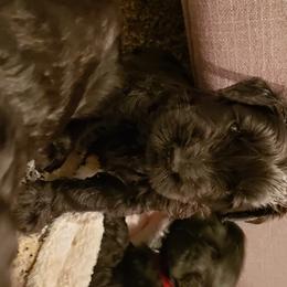 Giant Schnauzer Puppies from Valour's Giants