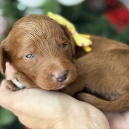 Yvette -Yellow collar female - Red  female Goldendoodle puppy in Yuciapa, California from AlltheDoodlez_
